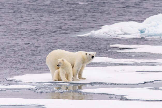 Mutter und Jungtier des Eisbären (Ursus maritimus) auf dem Packeis nördlich des arktischen Norwegens in Spitzbergen