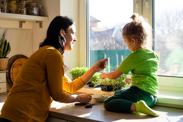 Mutter und Sohn schneiden Microgreens in der Küche