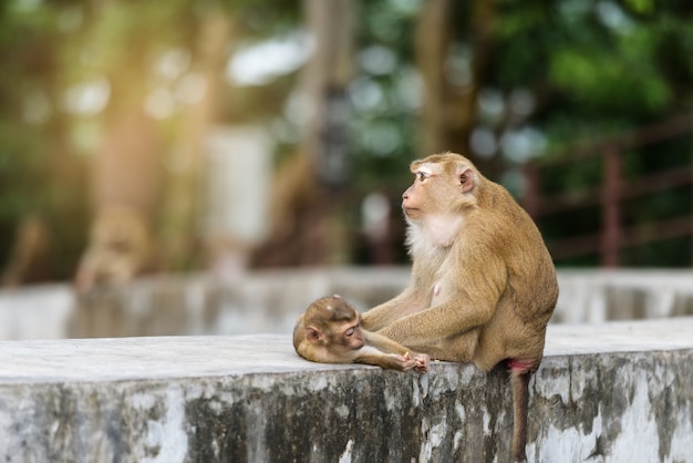 Mutteraffe und Babyaffe spielen im Park von Thailand