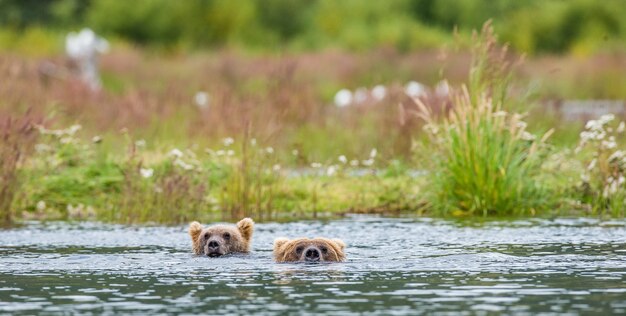 Mutterbraunbär mit Jungtier im Fluss