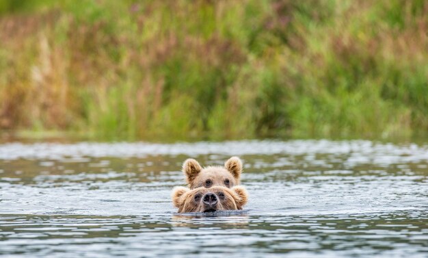 Mutterbraunbär mit Jungtier im Fluss