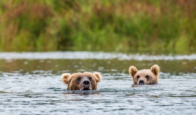 Mutterbraunbär mit Jungtier im Fluss