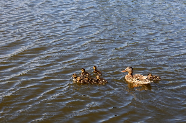 Mutterente mit ihren schönen flauschigen Entenküken, die zusammen auf einem See schwimmen Wilde Tiere in einem Teich