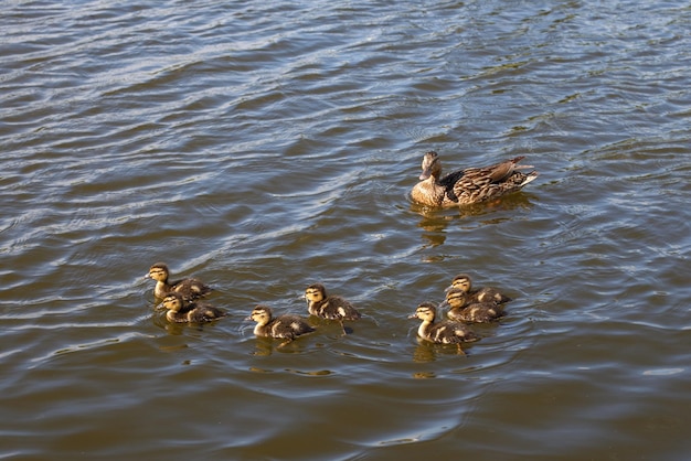 Mutterente mit ihren schönen flauschigen Entenküken, die zusammen auf einem See schwimmen Wilde Tiere in einem Teich