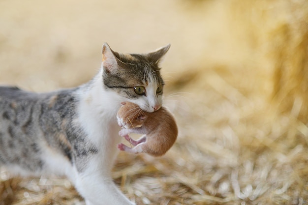 Foto mutterkatze trägt ihr babykätzchen im mund