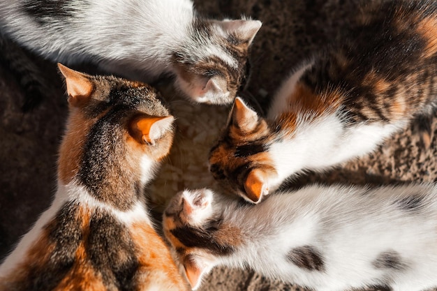 Mutterkatze und 3 Kätzchen fressen Nahrung Ansicht von oben Waren für Tiere Zoohandlung Heimtierbedarf