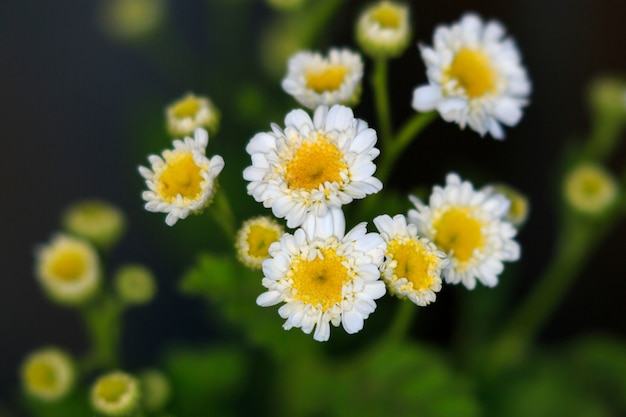 Mutterkraut Blumen im Garten