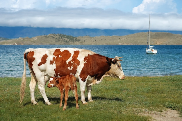 Mutterkuh und Kalb mit einer Yacht im Hintergrund