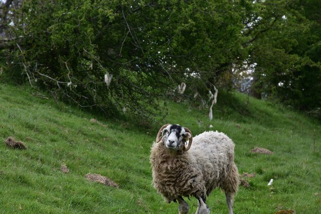 Mutterschaf mit gebogenen Hörnern in einem Feld