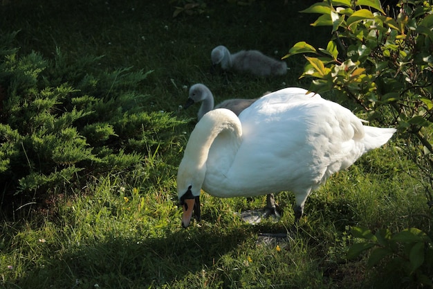 Mutterschwan und ihre Küken ruhen auf dem See