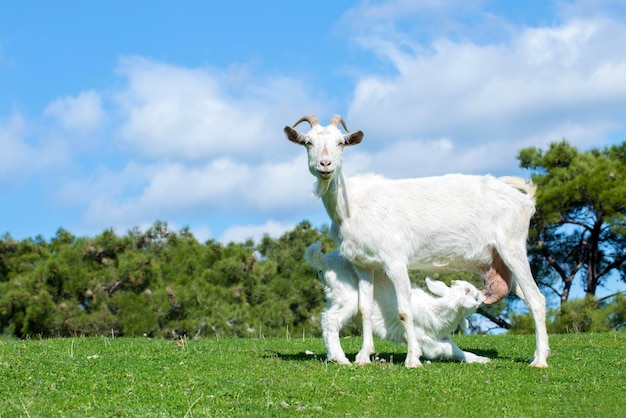 Mutterziege und Babyziege in der Natur, Ziege, die Baby mit Milch auf der Wiese füttert