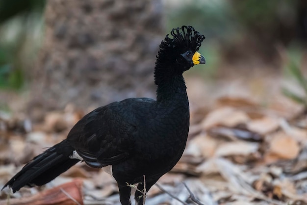 Mutum-de-cara-nua em ambiente de selva Pantanal Brasil