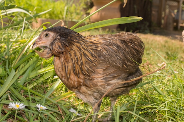 Muy buenas gallinas en la casa de gallinas afuera