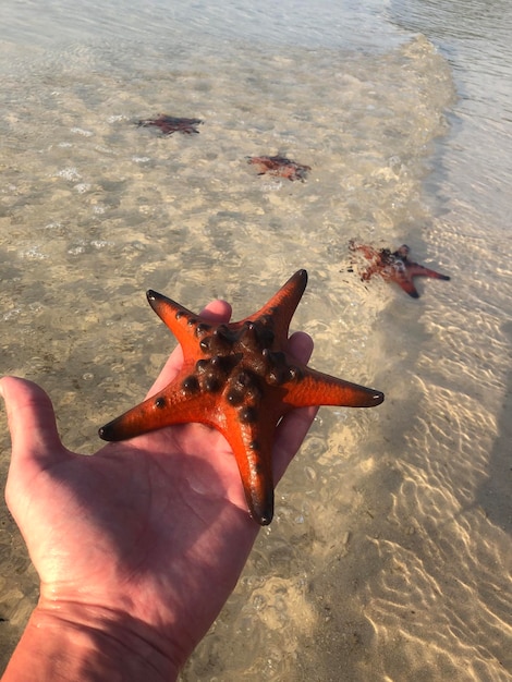 muy hermosa estrella de mar roja se encuentra en la costa de arena blanca de Vietnam