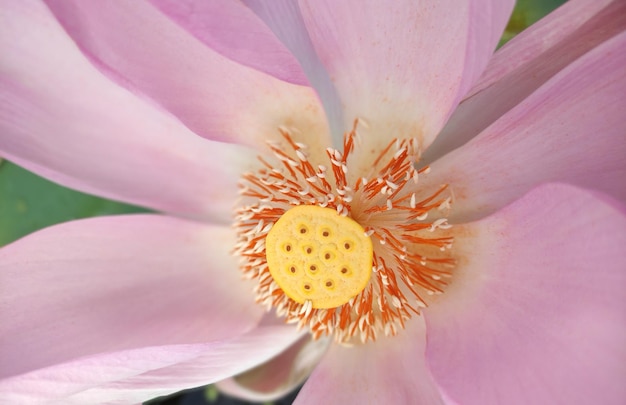 Foto muy hermosa flor de la hermosa bangladesh