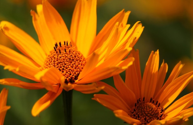 Muy hermosa flor de la hermosa Bangladesh