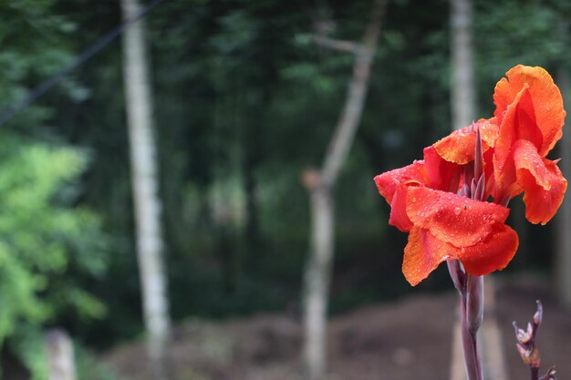 Foto muy hermosa flor de la hermosa bangladesh