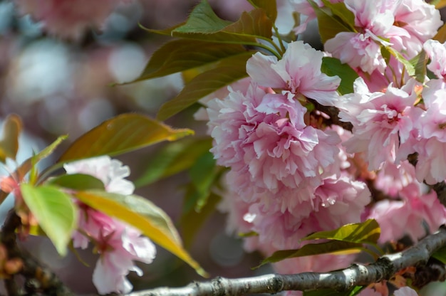 Muy hermosas flores de magnolia rosa