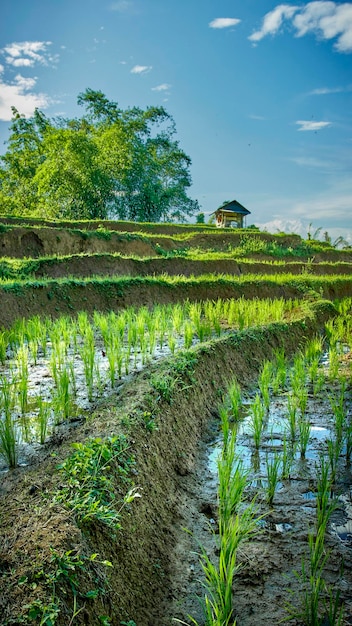 Foto muy hermoso paisaje de campo de arroz