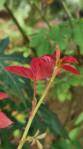 Muy hermosos brotes de hojas de rosa con un color rojo.