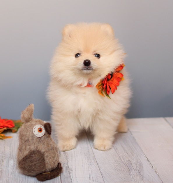 Muy lindo cachorro de Pomerania esponjoso