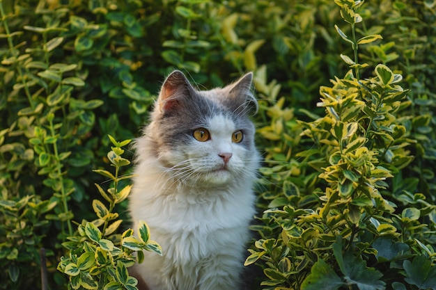 Muy lindo gato está sentado en la naturaleza