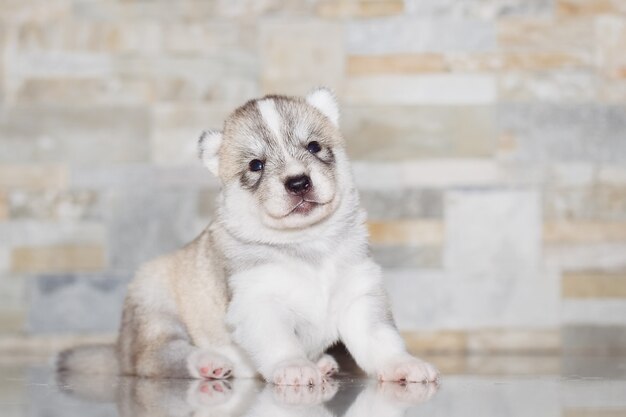 Muy pequeño cachorro husky siberiano.