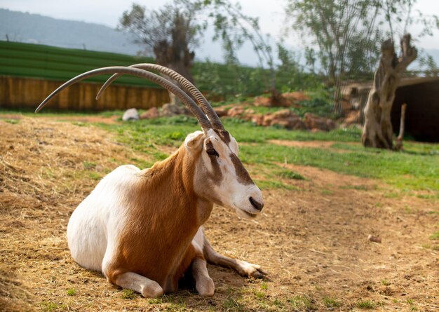 El muy raro Oryx Scimitarhorned está descansando en un zoológico de Grecia Oryx Dammah