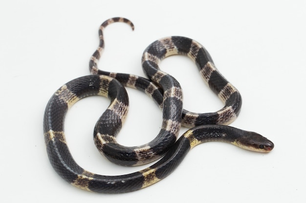 Muy venenoso krait malayo o krait azul Bungarus candidus aislado sobre fondo blanco.