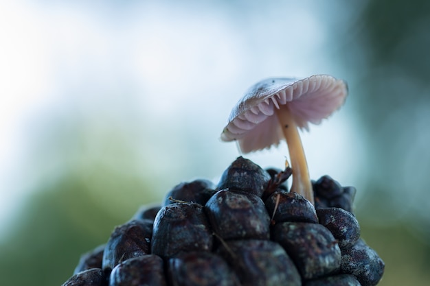 Mycena seynesii. Pequeñas setas en piña.