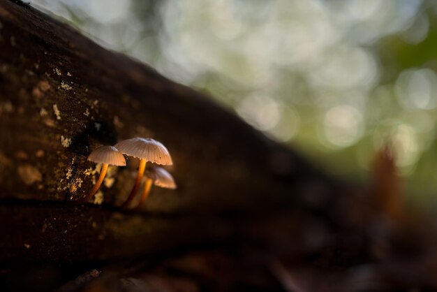 Foto mycena sp kleine pilze in einem kastanienwald