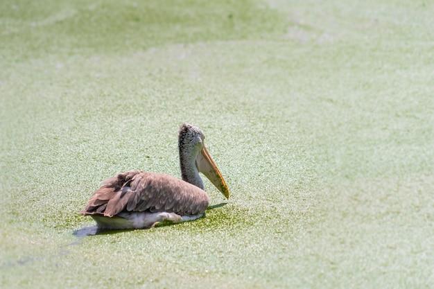 Mycteria-Vögel schweben auf einem Bett voller Moos