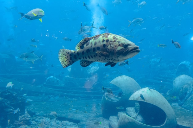 Mycteroperca rosacea (garoupa-leopardo) no grande aquário é uma garoupa do Pacífico Centro-Leste. Ela cresce até um tamanho de 86 cm de comprimento. Sanya, ilha de Hainan, China.