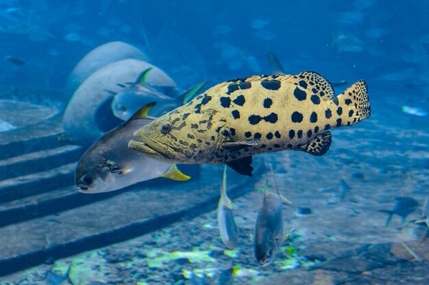 Mycteroperca rosacea (Leopardenzackenbarsch) im großen Aquarium ist ein Zackenbarsch aus dem östlichen Zentralpazifik. Er wird bis zu einer Länge von 86 cm groß. Sanya, Insel Hainan, China.