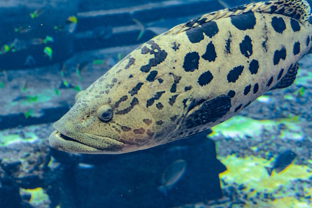 Mycteroperca rosacea (Leopardenzackenbarsch) im großen Aquarium ist ein Zackenbarsch aus dem östlichen Zentralpazifik. Er wird bis zu einer Länge von 86 cm groß. Sanya, Insel Hainan, China.