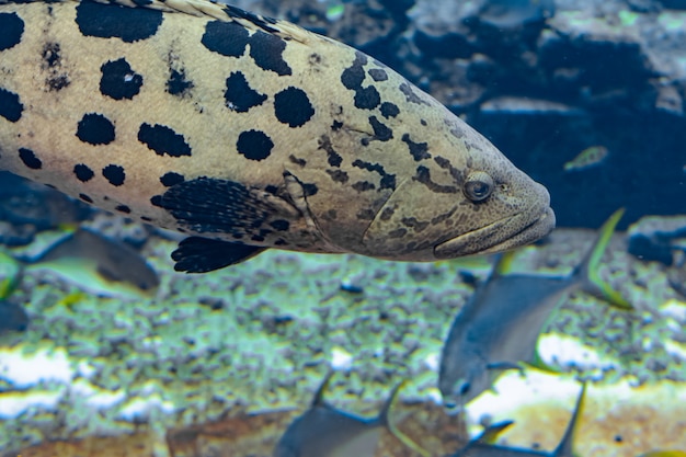 Mycteroperca rosácea (mero leopardo) en el gran acuario es un mero del Pacífico Central Oriental. Crece hasta un tamaño de 86 cm de longitud. Sanya, isla de Hainan, China.