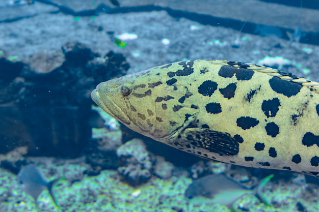 Mycteroperca rosácea (mero leopardo) en el gran acuario es un mero del Pacífico Central Oriental. Crece hasta un tamaño de 86 cm de longitud. Sanya, isla de Hainan, China.