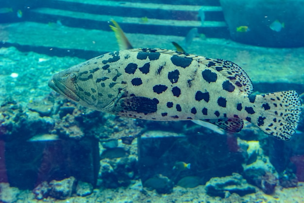 Mycteroperca rosácea (mero leopardo) en el gran acuario es un mero del Pacífico Central Oriental. Crece hasta un tamaño de 86 cm de longitud. Sanya, isla de Hainan, China.