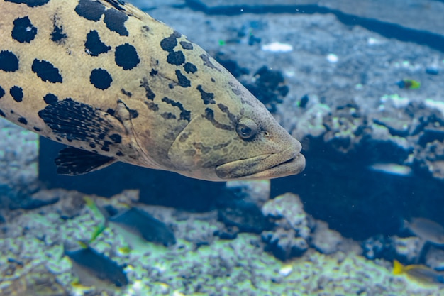 Mycteroperca rosácea (mero leopardo) en el gran acuario es un mero del Pacífico Central Oriental. Crece hasta un tamaño de 86 cm de longitud. Sanya, isla de Hainan, China.