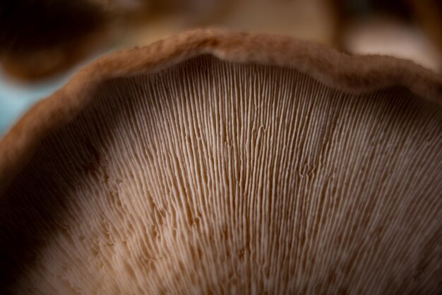 Mykologische Pilz-Nauheinschauung