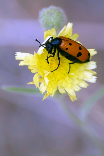 Mylabris quadripunctata polyphagischer Käfer der Familie Meloidae