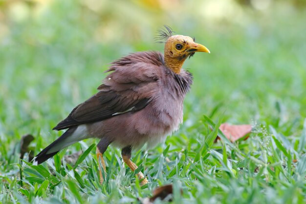 Myna Acridotheres tristis comum