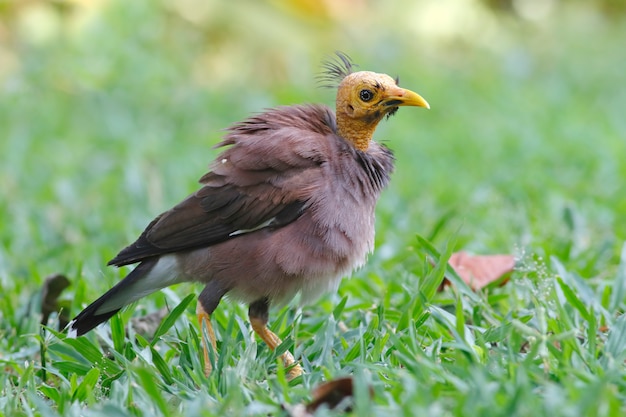 Myna Acridotheres tristis comunes