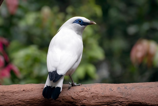 El myna de Bali en el tocón de un árbol