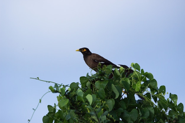 Myna comum Acridotheres tristis ou myna indiana também é soletrado mynah da família Sturnidae