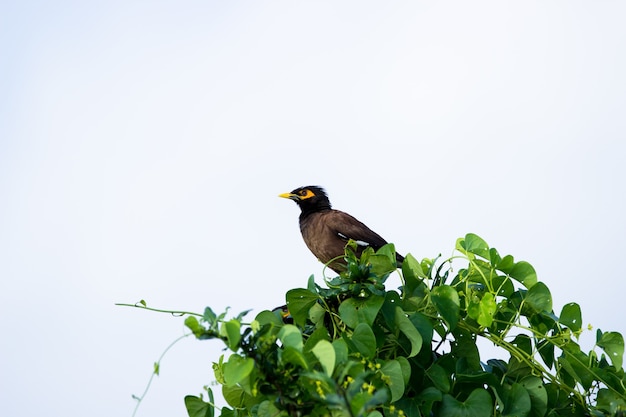 Myna comum Acridotheres tristis ou myna indiana também é soletrado mynah da família Sturnidae