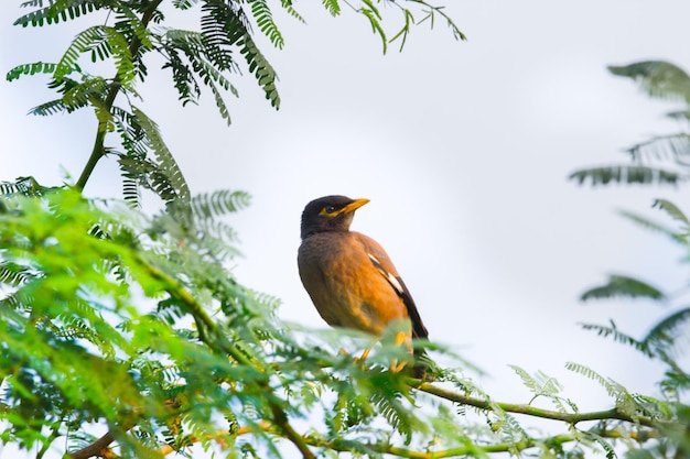 Myna comum ou Acridotheres tristis ou myna indiano também soletrava mynah descansando na árvore