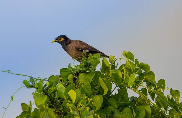 Myna común Acridotheres tristis o myna indio también deletreado mynah descansando sobre el árbol