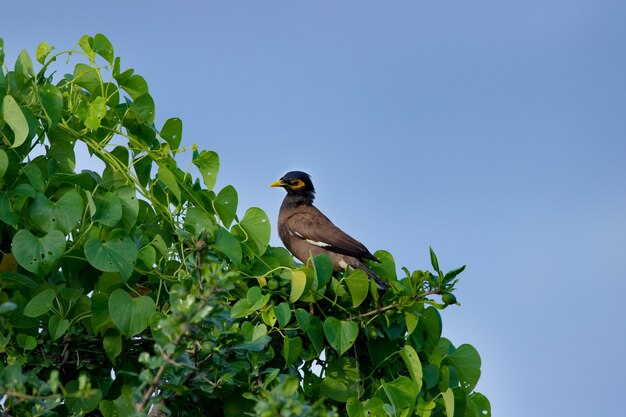 Myna común Acridotheres tristis o myna indio también deletreado mynah de la familia Sturnidae