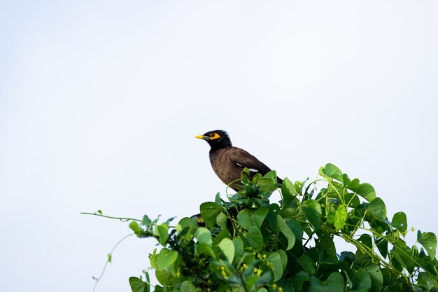 Myna común Acridotheres tristis o myna indio también deletreado mynah de la familia Sturnidae